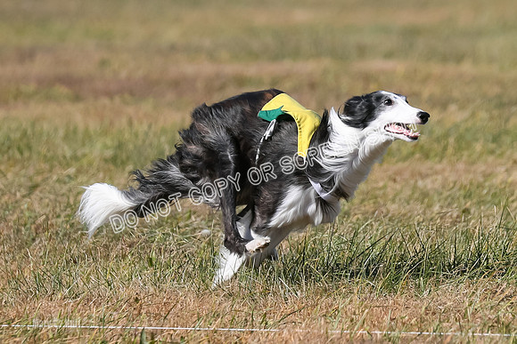 2) Finals Open 1, Blazer Foxy Rocket-6192