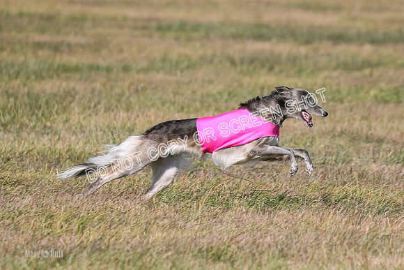 2) Finals Open 1, Blazer Foxy Rocket-6203