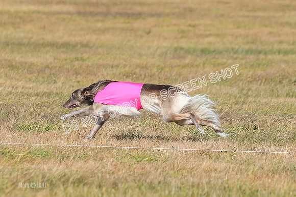 2) Finals Open 1, Blazer Foxy Rocket-6175
