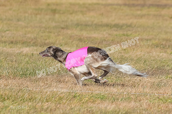 2) Finals Open 1, Blazer Foxy Rocket-6176