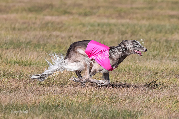 2) Finals Open 1, Blazer Foxy Rocket-6201