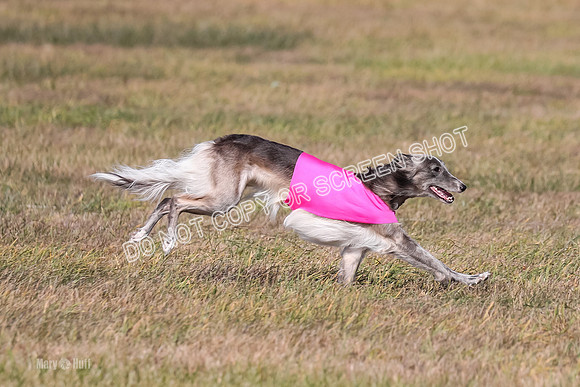 2) Finals Open 1, Blazer Foxy Rocket-6205