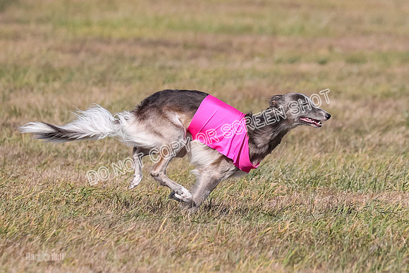 2) Finals Open 1, Blazer Foxy Rocket-6206
