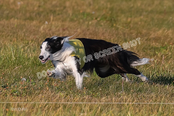 1) Prelim Open 2, Blazer Rocket-4732