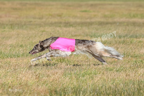 2) Finals Open 1, Blazer Foxy Rocket-6165