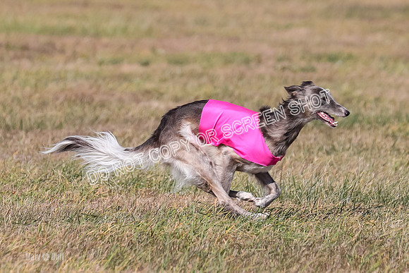 2) Finals Open 1, Blazer Foxy Rocket-6207