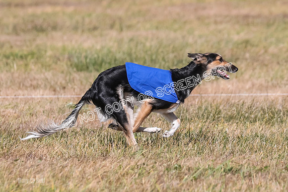 2) Finals Open 1, Blazer Foxy Rocket-6213