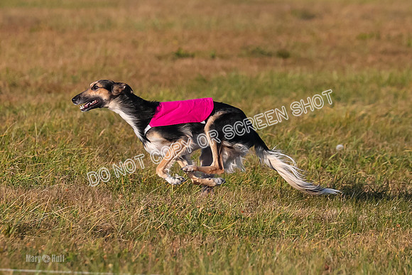 1) Prelim Open 2, Blazer Rocket-4742