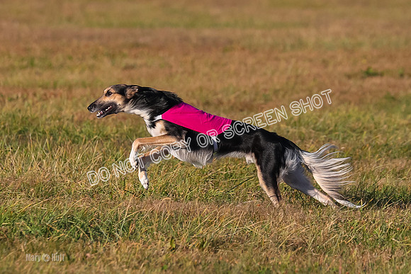 1) Prelim Open 2, Blazer Rocket-4743