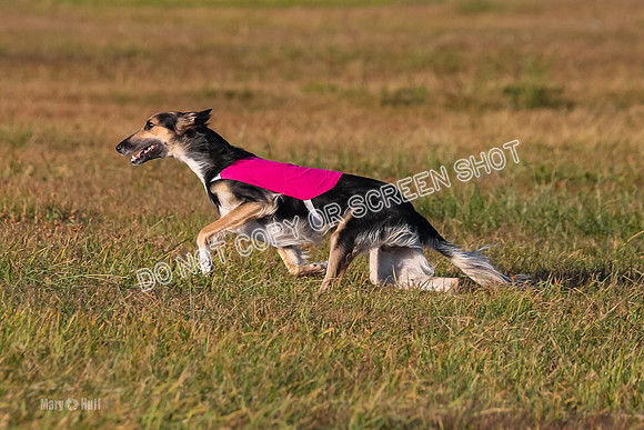 1) Prelim Open 2, Blazer Rocket-4747