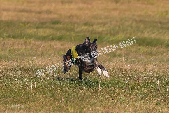 1) Prelim Open 1, Guinness Foxy Beau-4692