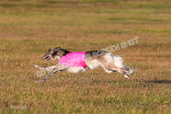 1) Prelim Open 1, Guinness Foxy Beau-4718