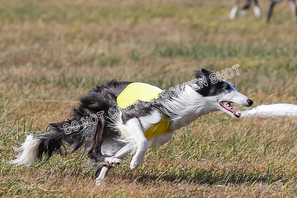 3) Run-Offs-BOB -8071