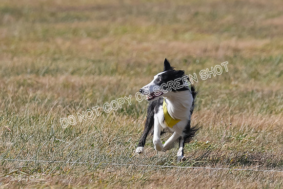 3) Run-Offs-BOB -8061