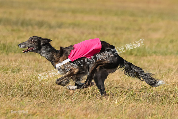 3) Run-Offs-BOB -8048
