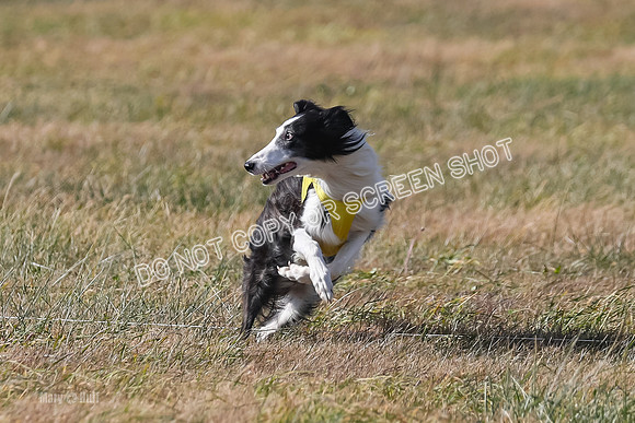 3) Run-Offs-BOB -8062