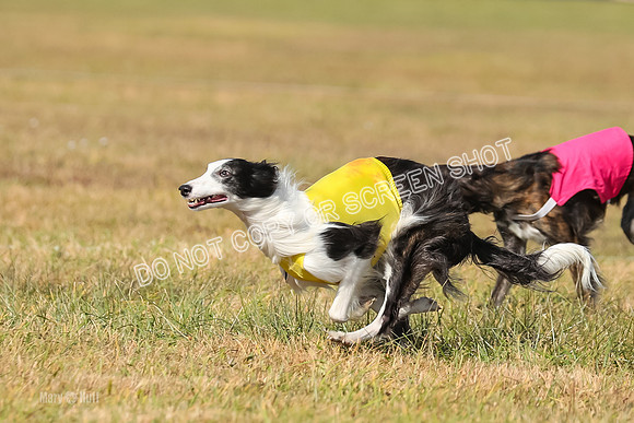 3) Run-Offs-BOB -8038