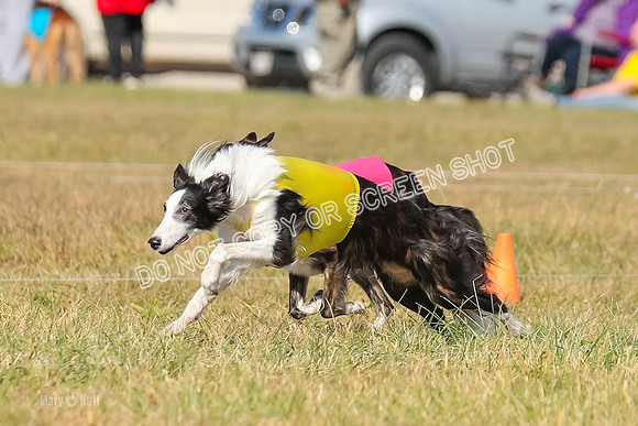 3) Run-Offs-BOB -8029