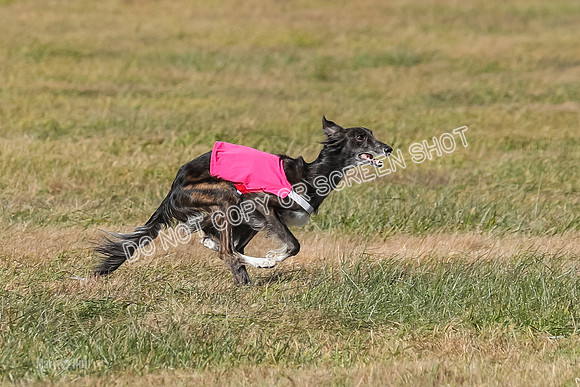 3) Run-Offs-BOB -8079