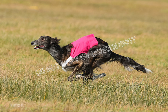 3) Run-Offs-BOB -8044