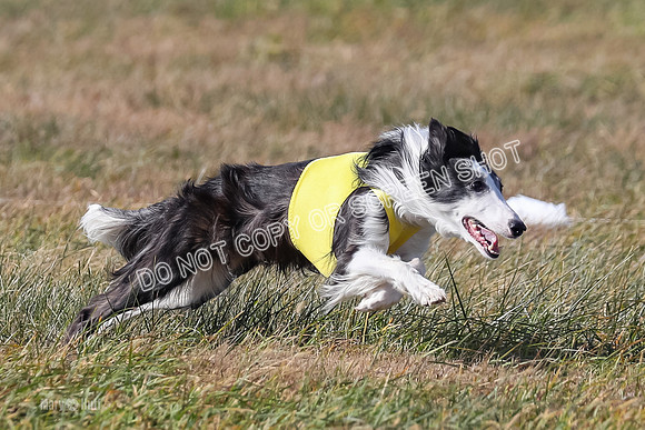 3) Run-Offs-BOB -8068