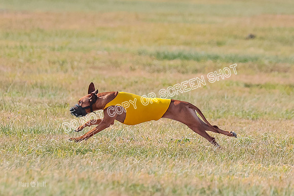 2) Finals Fch 1, Erzuli Jolene-9631