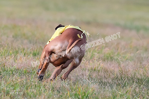 1) Prelim Fch 2, Remmy Jolene-8961