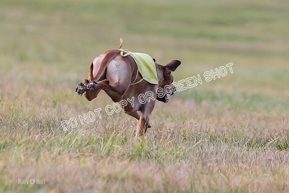 1) Prelim Fch 2, Remmy Jolene-8963