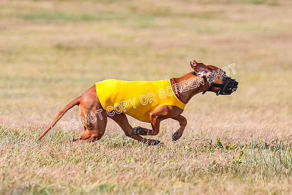 2) Finals Fch 1, Erzuli Jolene-9612