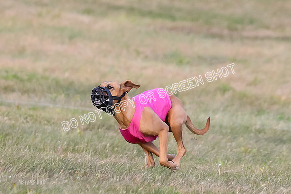 1) Prelim Fch 2, Remmy Jolene-8947