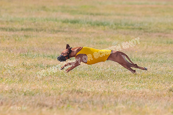 2) Finals Fch 1, Erzuli Jolene-9629