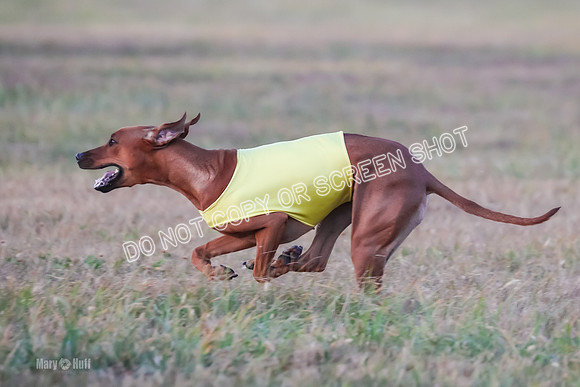 1) Prelim Open 1, Charlotte Spud-8884