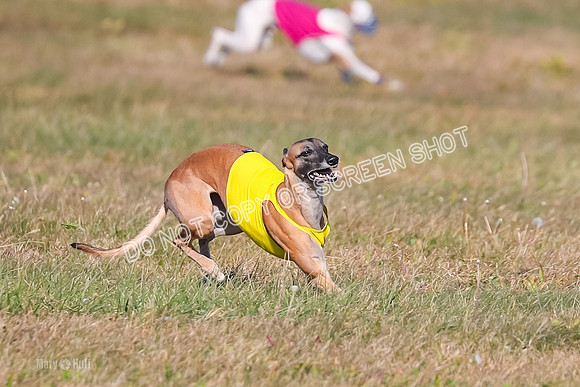 1) Prelim Fch 2 A, Vengeance Y Smore -5248