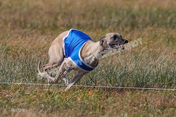 2) Finals Fch A 1, Little Bit Archer Harley-7157
