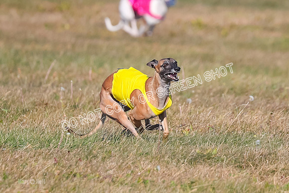 1) Prelim Fch 2 A, Vengeance Y Smore -5249