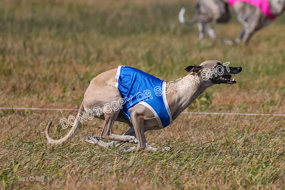 2) Finals Fch A 1, Little Bit Archer Harley-7169