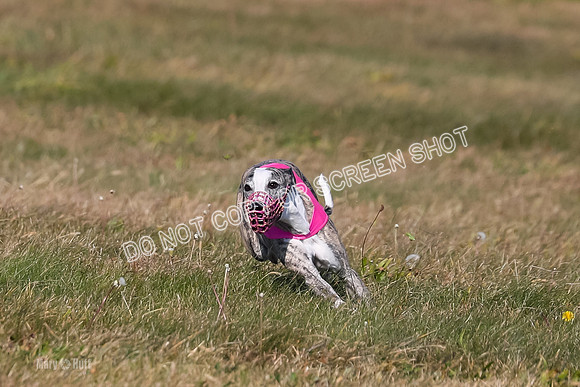 1) Prelim Fch 4 A, Rizzo Archer -5313