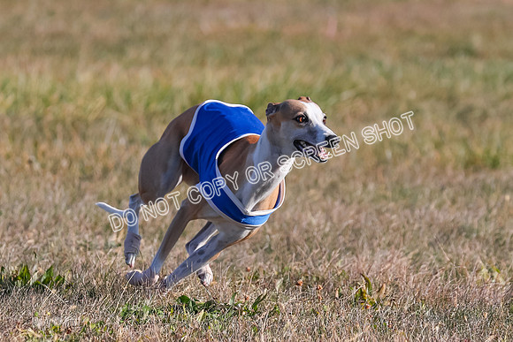 1) Prelim Fch 2 A, Vengeance Y Smore -5276