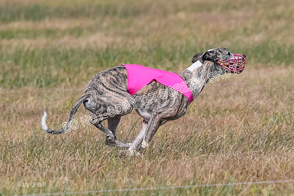 2) Finals Fch A 1, Little Bit Archer Harley-7179