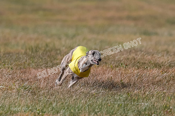 2) Finals Fch A 1, Little Bit Archer Harley-7146