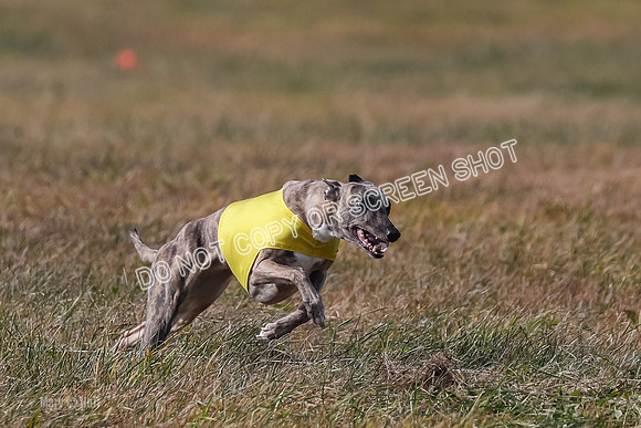2) Finals Fch A 1, Little Bit Archer Harley-7152