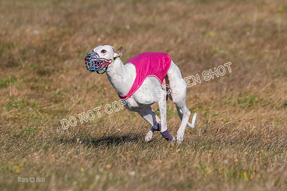 1) Prelim Fch 2 A, Vengeance Y Smore -5264