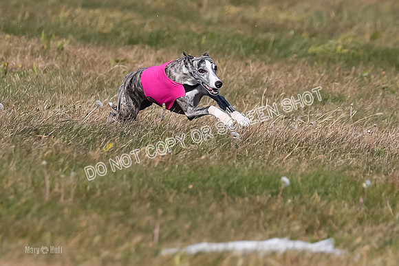 1) Prelim Fch 5 A, Little Bit Whisper -5343