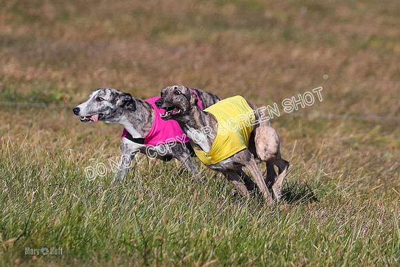 1) Prelim Fch 5 A, Little Bit Whisper -5357