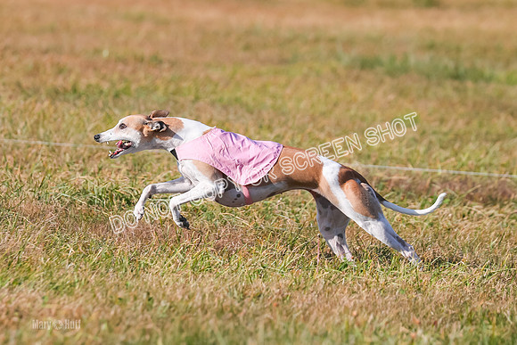 1) Prelim Fch 1 A, Titan Brag Harley-5217