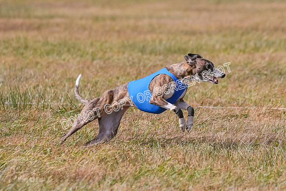 2) Finals Fch A 2, Brag Smore Warrior-7209