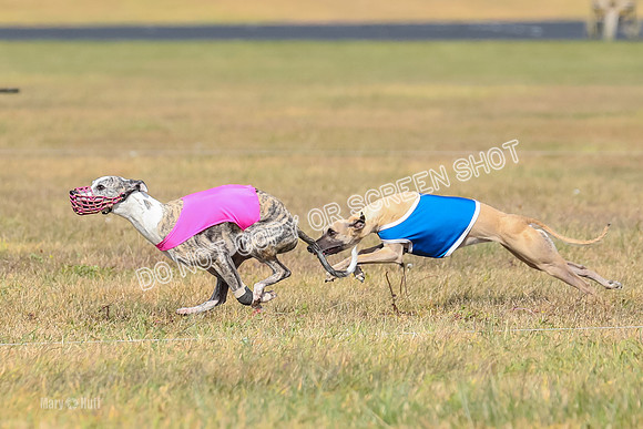 2) Finals Fch A 1, Little Bit Archer Harley-7121