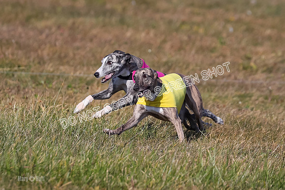 1) Prelim Fch 5 A, Little Bit Whisper -5356