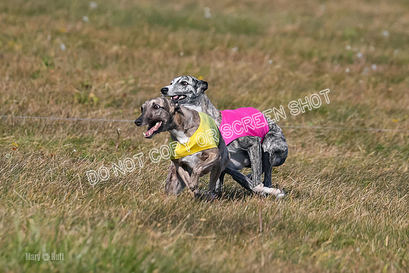 1) Prelim Fch 5 A, Little Bit Whisper -5354