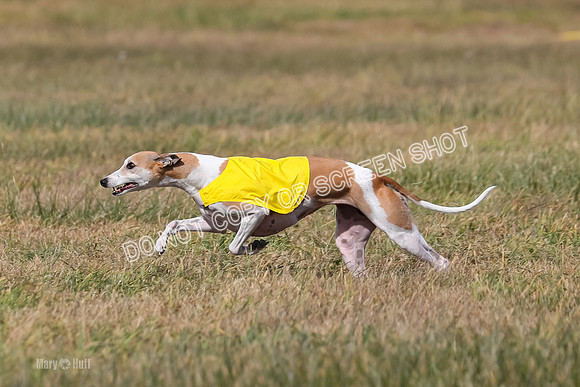2) Finals Fch A 2, Brag Smore Warrior-7183